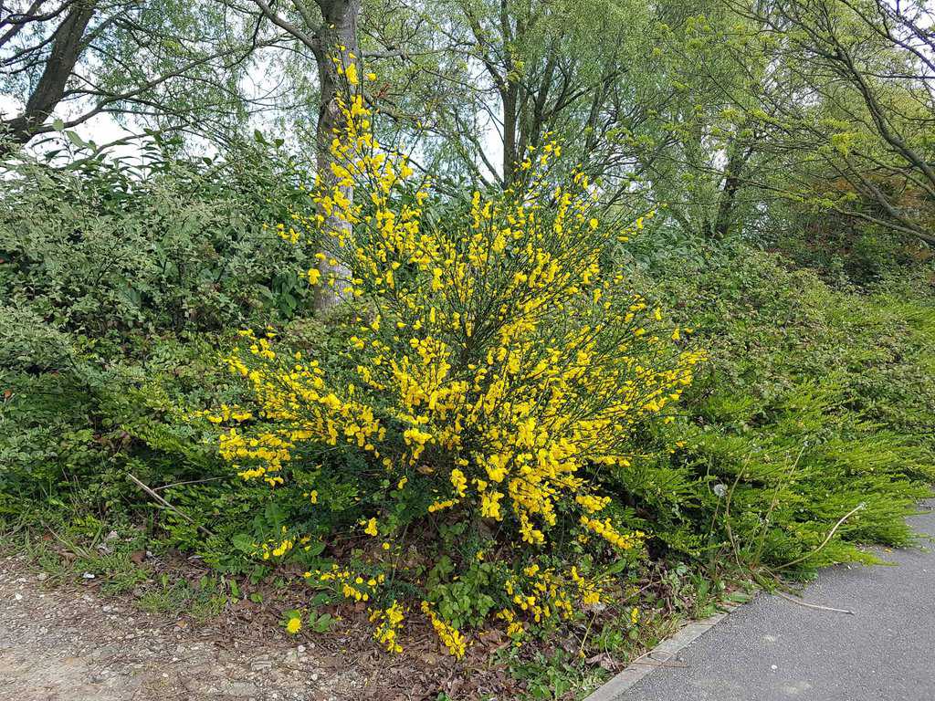 Cytisus x praecox 'Allgold' 20-30 cm